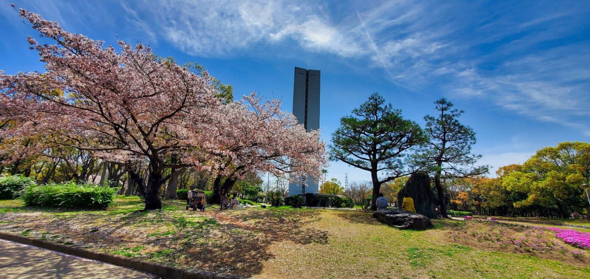 堺大仙公園の桜が満開でした。