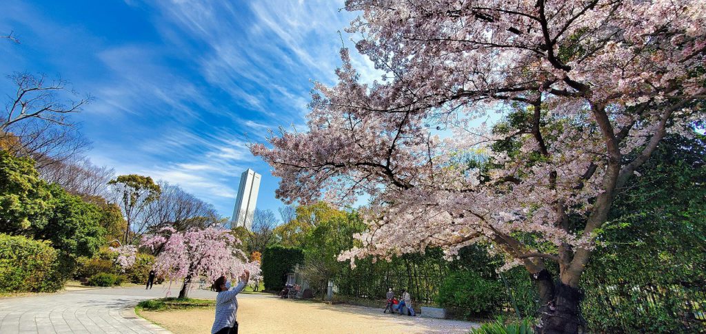 堺大仙公園の桜が満開